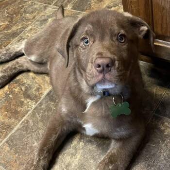 Boxer and German Shepherd Dog Dogs Available for Adoption - Bernie | PetCurious