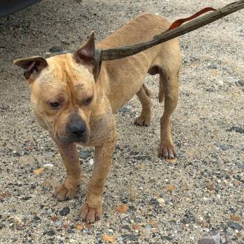 Conor -  Pit Bull Terrier Dog for Adoption in Pennsville Township, New Jersey - Conor | PetCurious