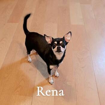 Chihuahua Dogs Available for Adoption - Rena  | PetCurious