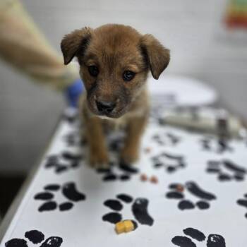 Wildberry -  Shepherd and Mixed Breed Dog for Adoption in Incline Village, Nevada - Wildberry | PetCurious
