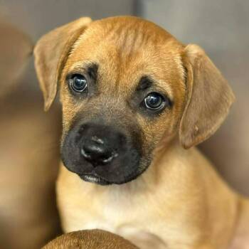 Boxer Dogs Available for Adoption - Hamilton | PetCurious