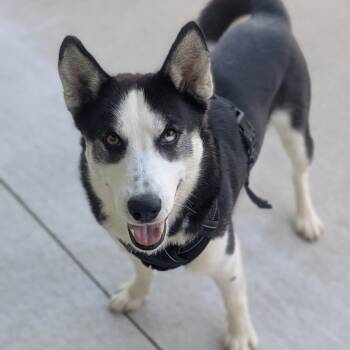 Skyler -  Husky Dog for Adoption in Prairie Du Chien, Wisconsin - Skyler | PetCurious