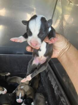 JULIET -  Mixed Breed Dog for Adoption in Dallas, Texas - JULIET | PetCurious