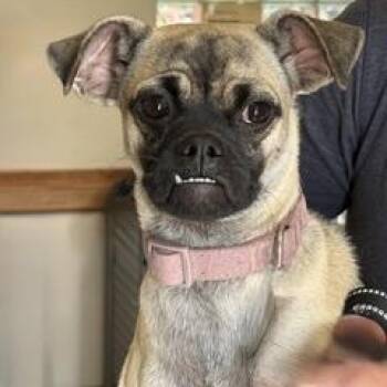 Pippa -  Pug Dog for Adoption in Green Valley, Arizona - Pippa | PetCurious