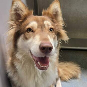 Lychee -  Husky Dog for Adoption in Edinburg, Texas - Lychee | PetCurious