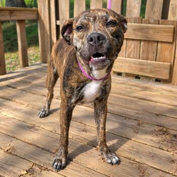Tilly -  Boxer and Mixed Breed Dog for Adoption in Pulaski, Tennessee - Tilly | PetCurious