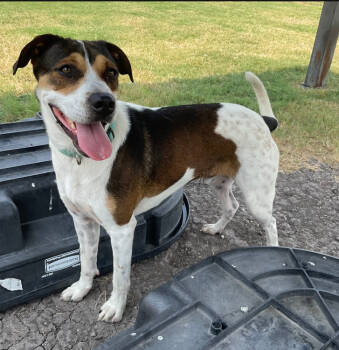 Rescue Treeing Walker Coonhound and Australian Cattle Dog Blue Heeler Dogs for Adoption in Denison, Texas - Jasper | PetCurious