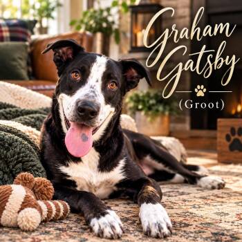 Graham Gatsby (Groot) -  Black Labrador Retriever Dog for Adoption in Farmington, Missouri - Graham Gatsby (Groot) | PetCurious