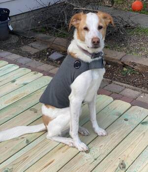 Mixed Breed and Hound Dogs Available for Adoption - Echo | PetCurious