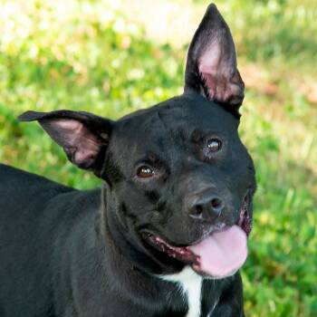 Rescue Pit Bull Terrier Dogs for Adoption in Troy, Ohio - Houdini | PetCurious
