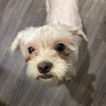 Maltese Dogs Available for Adoption in Houston, Texas - April Grace | PetCurious