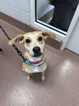 Chicken Nugget -  Yellow Labrador Retriever Dog for Adoption in Maidens, Virginia - Chicken Nugget | PetCurious