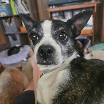 Cricket -  Boston Terrier Dog for Adoption in High View, West Virginia - Cricket | PetCurious