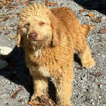 FOSTER NEEDED - Fozzie -  Poodle and Mixed Breed Dog for Adoption - FOSTER NEEDED - Fozzie | PetCurious