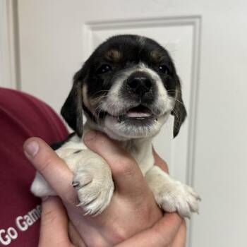 Beagle Dogs Available for Adoption in Columbia, South Carolina - Jalapeño Club | PetCurious