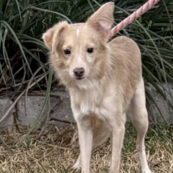 Stitch -  Chihuahua Dog for Adoption in Williston, Vermont - Stitch | PetCurious