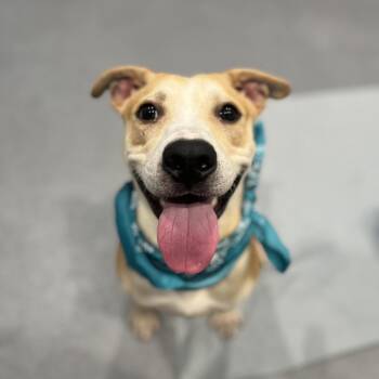 Perseus -  Mixed Breed Dog for Adoption in Canal Winchester, Ohio - Perseus | PetCurious