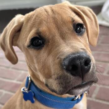 Jim (Sam) -  Mixed Breed Dog for Adoption in Pinellas Park, Florida - Jim (Sam) | PetCurious