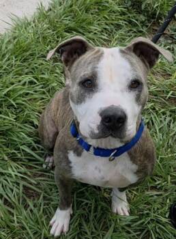 CHICHA -  American Staffordshire Terrier Dog for Adoption in Fort Lauderdale, Florida - CHICHA | PetCurious
