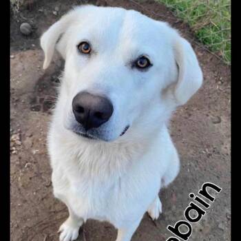 Great Pyrenees Dogs Available for Adoption - Cobain | PetCurious
