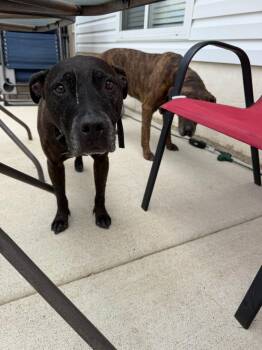 Grady -  Black Labrador Retriever Dog for Adoption in Egg Harbor City, New Jersey - Grady | PetCurious