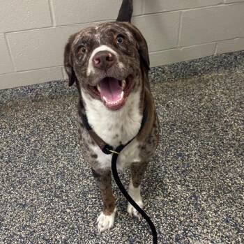 Draco -  Mixed Breed Dog for Adoption in Fairport, New York - Draco | PetCurious
