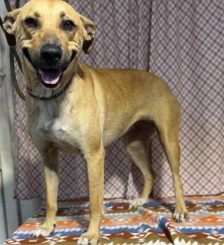 LEXI -  Black Mouth Cur Dog for Adoption in Opelousas, Louisiana - LEXI | PetCurious