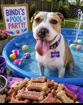 Bindi -  American Staffordshire Terrier Dog for Adoption in Cumming, Georgia - Bindi | PetCurious