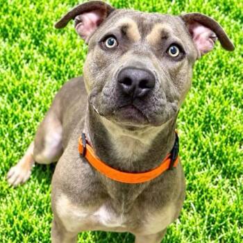Kai -  Terrier Dog for Adoption in Battle Creek, Michigan - Kai | PetCurious
