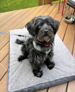 Sonic -  Yorkie Poo Dog for Adoption in Maybrook, New York - Sonic | PetCurious