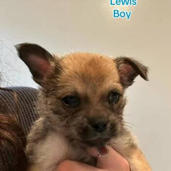 Chihuahua and Terrier Dogs Available for Adoption in Bend, Oregon - Lewis | PetCurious