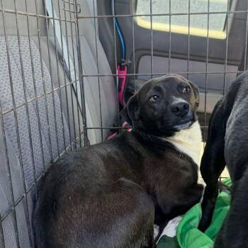 Sherlock -  Jack Russell Terrier and Chihuahua Dog for Adoption in Kingman, Arizona - Sherlock | PetCurious