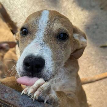 Rescue Mixed Breed Dogs for Adoption in Perryville, Arkansas - Daisey | PetCurious