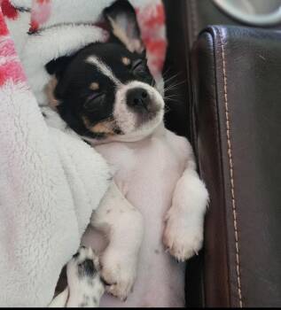 Shih Tzu Dogs Available for Adoption in West Palm Beach, Florida - Quint | PetCurious