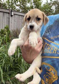 Cleo -  Golden Retriever and Great Pyrenees Dog for Adoption in Bull Valley, Illinois - Cleo | PetCurious