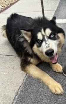 AJ -  Siberian Husky Dog for Adoption in Maryville, Tennessee - AJ | PetCurious