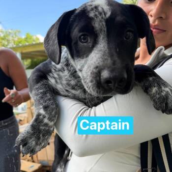 Australian Cattle Dog Blue Heeler Dogs Available for Adoption in Tampa, Florida - Captain | PetCurious