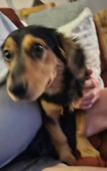 Snickers -  Dachshund Dog for Adoption in Silsbee, Texas - Snickers | PetCurious