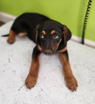 Australian Shepherd Dogs Available for Adoption - Morgan | PetCurious