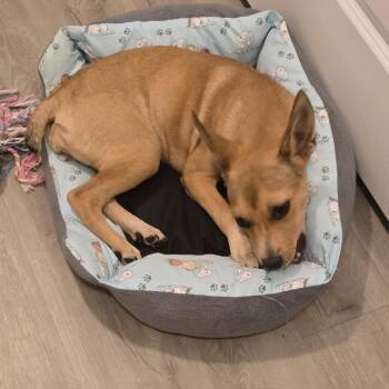 Fern -  Black Mouth Cur and Mixed Breed Dog for Adoption in Ennis, Texas - Fern | PetCurious