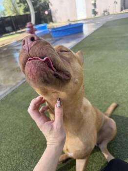 Rescue Pharaoh Hound and Pit Bull Terrier Dogs for Adoption in Glendale, Arizona - Pumpkin Spice Latte | PetCurious