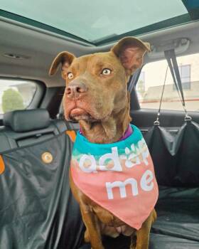 Pit Bull Terrier Dogs Available for Adoption - Kiko | PetCurious