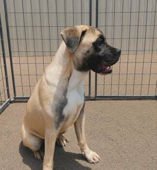 Pluto -  Boxer Dog for Adoption in Minneapolis, Minnesota - Pluto | PetCurious