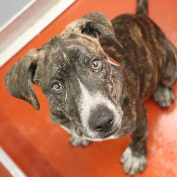 G30421 Harry -  Mixed Breed Dog for Adoption in Port Washington, New York - G30421 Harry | PetCurious