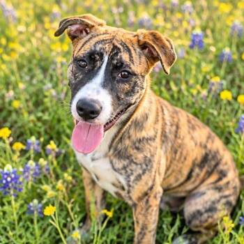 Raja -  Boxer and Pit Bull Terrier Dog for Adoption in Pottsboro, Texas - Raja | PetCurious