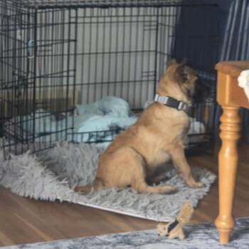 Mixed Breed Dogs Available for Adoption in Buffalo, Minnesota - Chipmunk | PetCurious