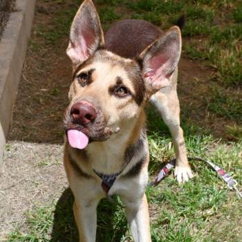 Antonio Banderas -  German Shepherd Dog and Husky Dog for Adoption in Beaumont, Texas - Antonio Banderas | PetCurious