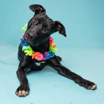 Labrador Retriever and Mixed Breed Dogs Available for Adoption in Atlanta, Georgia - CASH | PetCurious