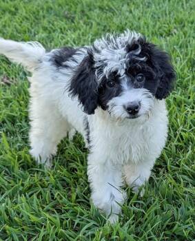 Woody -  Bernese Mountain Dog and Poodle Dog for Adoption in Overland Park, Kansas - Woody | PetCurious