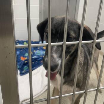 Iris -  Husky Dog for Adoption in Gloucester, Virginia - Iris | PetCurious